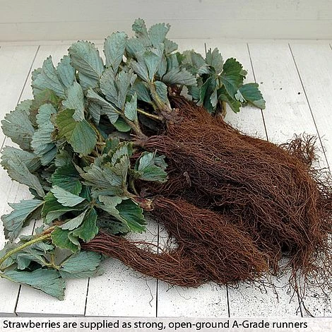 Strawberry Full Season Collection 5 Strawberry Full Season Collection - Image 5