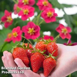 New Arrival 1 Grow Your Own Strawberry Collection