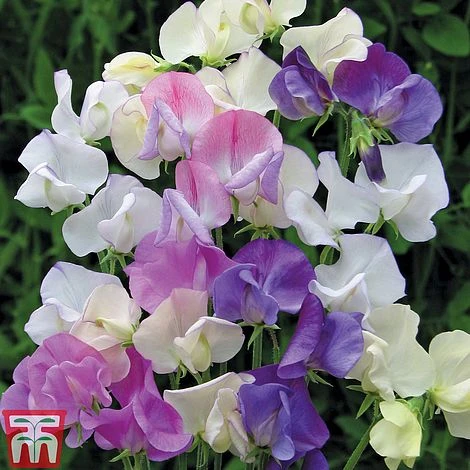 Sweet Pea 'Scent Infusion' 1 Sweet Pea 'Scent Infusion'