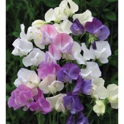 Sweet Pea 'Scent Infusion' 6 Sweet Pea 'Scent Infusion' -Fresh Sprout SWEE T17016 A h