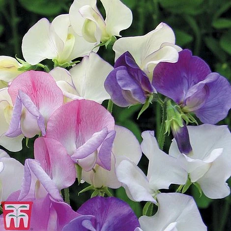 Sweet Pea 'Scent Infusion' 2 Sweet Pea 'Scent Infusion' - Image 2