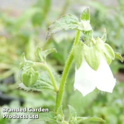 Symphyandra Pendula 'Fringe Cups'
