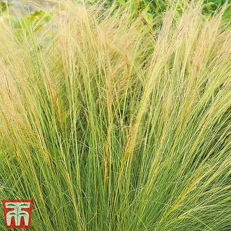 Stipa Tenuissima 2 Stipa Tenuissima - Image 2