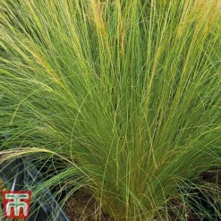 Stipa Tenuissima 10 Stipa Tenuissima -Fresh Sprout Stipa2