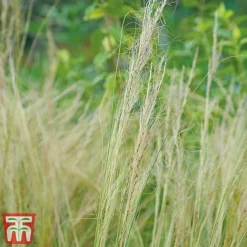 Stipa Tenuissima 11 Stipa Tenuissima -Fresh Sprout Stipa3