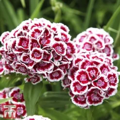 Sweet William 'Mixed' -Fresh Sprout Sweet William 2