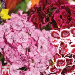 Sweet William 'Mixed' -Fresh Sprout Sweet William Messenger USE