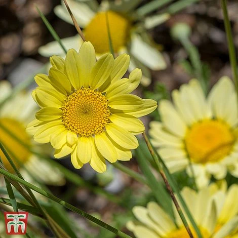 Anthemis Tinctoria 'E.C. Buxton' 1 Anthemis Tinctoria 'E.C. Buxton'