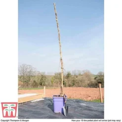 Wisteria Sinensis 'Prolific' -Fresh Sprout T57979 arrival 10l