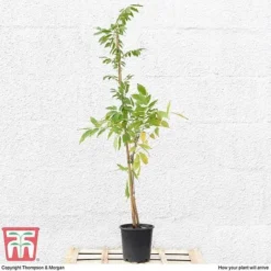 Wisteria Sinensis 'Prolific' -Fresh Sprout T57979 arrival