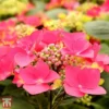 Hydrangea Macrophylla 'Kardinal' (Teller Red)