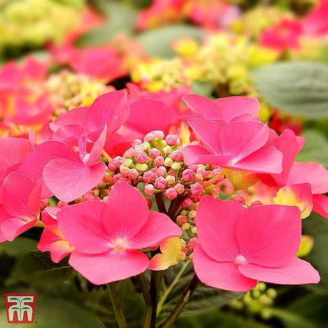 Hydrangea Macrophylla 'Kardinal' (Teller Red) 1 Hydrangea Macrophylla 'Kardinal' (Teller Red)
