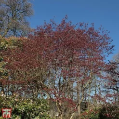 Acer Palmatum 'Trompenburg'