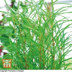 Frangula Alnus 'Fine Line'