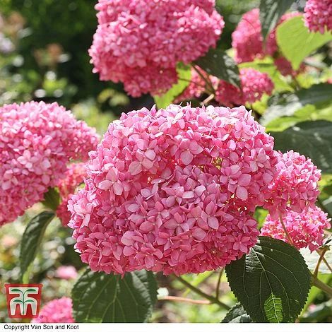 Hydrangea Arborescens 'Pink Annabelle' 2 Hydrangea Arborescens 'Pink Annabelle' - Image 2