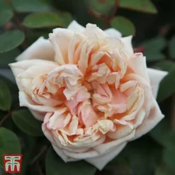Rose 'Gloire De Dijon'