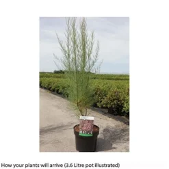 Tamarix Tetrandra -Fresh Sprout TAMA T66487 B h