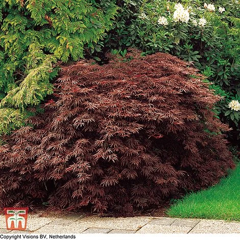 Acer Palmatum 'Dissectum' 1 Acer Palmatum 'Dissectum'