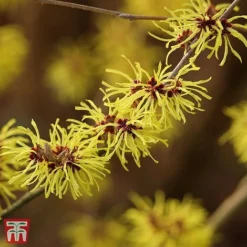Hamamelis X Intermedia 'Ruby Glow' -Fresh Sprout TKA3152 HAMA 3