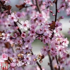 Prunus Cerasifera 'Nigra'