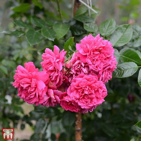 Rose 'Laguna' (Climbing Hybrid Tea) 2 Rose 'Laguna' (Climbing Hybrid Tea) - Image 2