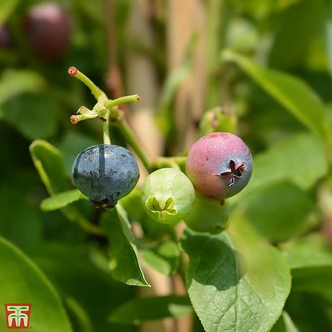 Blueberry 'Goldtraube 71' 1 Blueberry 'Goldtraube 71'