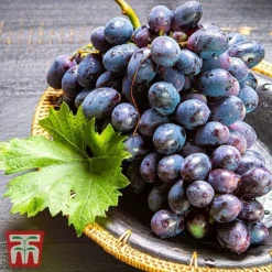 Grape 'Chasselas Doré' 5 Grape 'Chasselas Doré' -Fresh Sprout TKA3704 GRAP 2