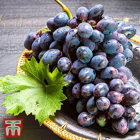 Grape 'Muscat Hamburg' 2 Grape 'Muscat Hamburg' - Image 2