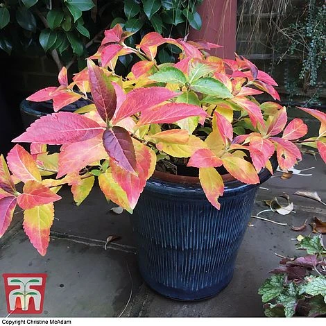 Hydrangea 'Runaway Bride' 4 Hydrangea 'Runaway Bride' - Image 4