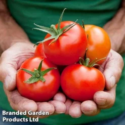 Tomato Gardeners Favourite Collection (Grafted) -Fresh Sprout TOMATO COLL2