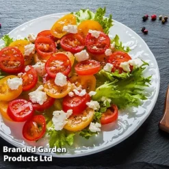 Tomato 'Dora Orange' 7 Tomato 'Dora Orange' -Fresh Sprout TOMA WINDWSILL L38589