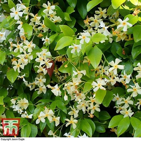 Trachelospermum Jasminoides 'Star Of Toscana' 1 Trachelospermum Jasminoides 'Star Of Toscana'