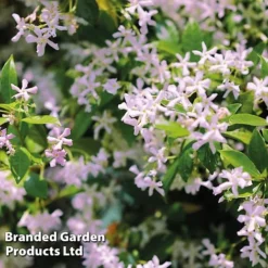 Trachelospermum Trio -Fresh Sprout TRAC PINKYWING L21451