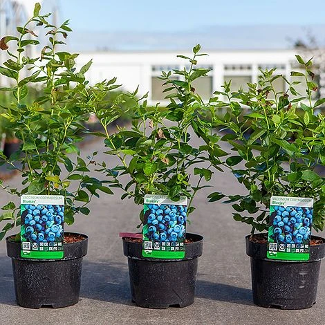 Blueberry 'Bluejay' 2 Blueberry 'Bluejay' - Image 2