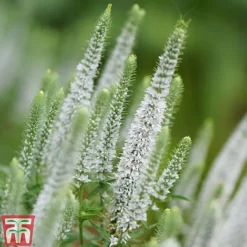Veronica Spicata 'Snow Candles' -Fresh Sprout VERO KB0133 C