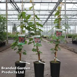 Grape 'Chasselas Rosé'