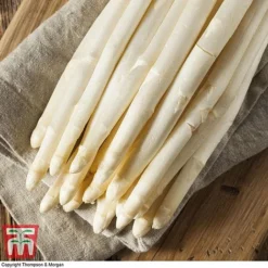 Asparagus Collection (Spring Planting) -Fresh Sprout Vittorio Asparagus2