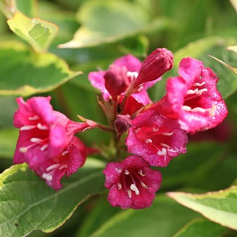 Weigela Florida 'Moulin Rouge' 1 Weigela Florida 'Moulin Rouge'