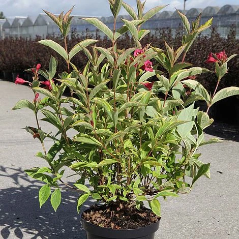 Weigela Florida 'Moulin Rouge' 2 Weigela Florida 'Moulin Rouge' - Image 2