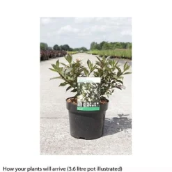 Weigela 'Black And White' 5 Weigela 'Black And White' -Fresh Sprout WEIG T66523 B h