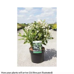 Weigela Florida 'Milk And Honey' 5 Weigela Florida 'Milk And Honey' -Fresh Sprout WEIG T66531 B h