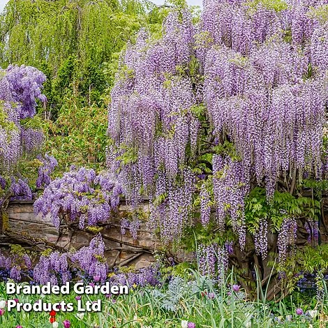 Wisteria Floribunda 'Lavender Lace' 1 Wisteria Floribunda 'Lavender Lace'