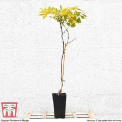 Wisteria Sinensis (Patio Standard) 6 Wisteria Sinensis (Patio Standard) -Fresh Sprout WIST T10787 B