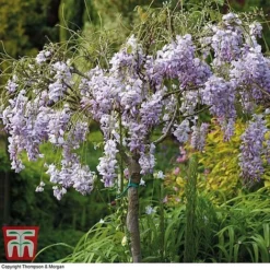 Wisteria Sinensis (Patio Standard) 7 Wisteria Sinensis (Patio Standard) -Fresh Sprout WIST T10787 C