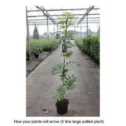 Wisteria Brachybotrys 'Okayama' 5 Wisteria Brachybotrys 'Okayama' -Fresh Sprout WIST T68559 B h