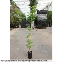 Wisteria Floribunda 'Domino' -Fresh Sprout WIST T74404 A h