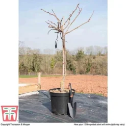 Wisteria Floribunda 'Domino' -Fresh Sprout WIST T74404 D