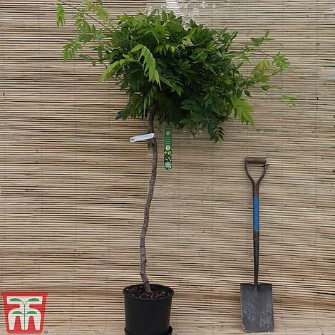 Wisteria Brachybotrys 'Kapiteyn Fuji' 2 Wisteria Brachybotrys 'Kapiteyn Fuji' - Image 2