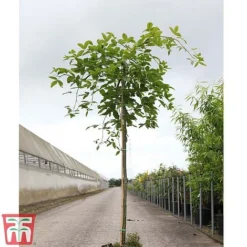 Wisteria Sinensis 'Amethyst' -Fresh Sprout WIST TKA3732 A