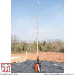 Wisteria Sinensis 'Amethyst' -Fresh Sprout WIST TKA3732 C